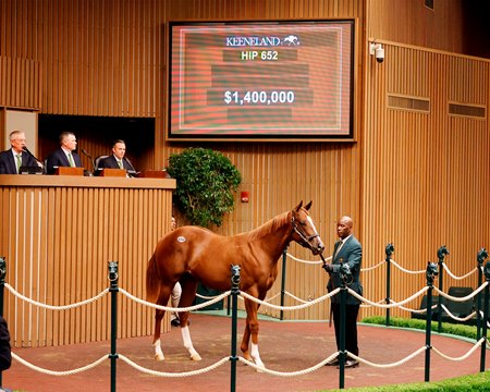 The Curlin colt consigned as Hip 652 in the ring at the Keeneland September Sale