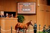 Hip 652, 2025 Keeneland September Yearling Sale