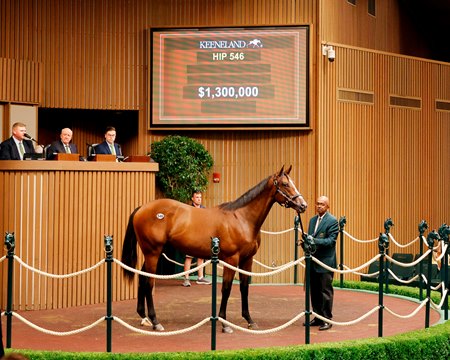 The Jackie's Warrior colt consigned as Hip 546 in the ring at the Keeneland September Sale
