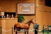 Hip 546, 2025 Keeneland September Yearling Sale