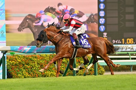 Win Carnelian wins the Sprinters Stakes at Nakayama Racecourse