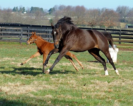 Hot Dixie Chick with her first foal, eventual stakes winner Union Jackson, in 2012 at Stonestreet Farm