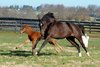 Hot Dixie Chick with her first foal, a 2012 colt by Curlin, born on Feb. 7, 2012 at Stonestreet Farm near Lexington, Ky., photographed early March 2012. 