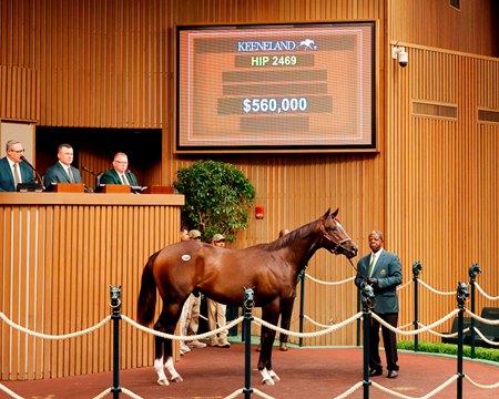 The Yaupon colt consigned as Hip 2469 in the ring at the Keeneland September Sale