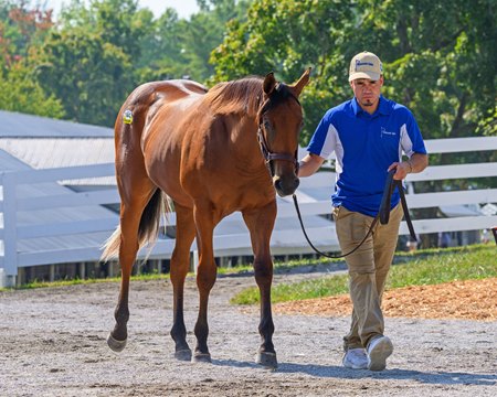 Hip 1442, a colt by Corniche out of Bodebabe consigned by Paramount Sales at the Keeneland September Sale