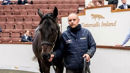 The Blackbeard colt consigned as Lot 228 in the ring at the Tattersalls Ireland September Yearling Sale