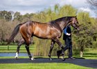 OLE KIRK (Written Tycoon x Natural).  Photo by Bronwen Healy. The Image is Everything - Bronwen Healy Photography