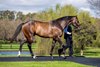 OLE KIRK (Written Tycoon x Natural).  Photo by Bronwen Healy. The Image is Everything - Bronwen Healy Photography