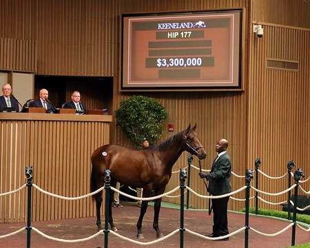 The Gun Runner colt consigned as Hip 177 in the ring at the Keeneland September Sale