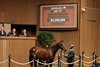 Hip 177, 2025 Keeneland September Yearling Sale