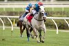 Jockey Rafael Hernandez guides Haunted Dream (IRE) to victory in the $150,000 HPI bet Singspiel Stakes (Grade III) over the bet365 Inner Turf Course. Haunted Dream is owned by Wathnan Racing and trained by H.A. Al Jehani. Woodbine/Michael Burns Photo