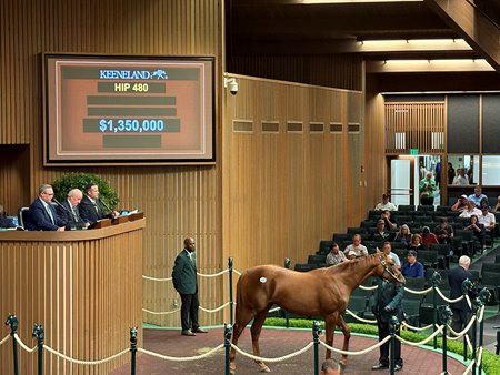 The Not This Time colt consigned as Hip 480 sells for $1.35 million at the Keeneland September Sale