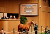Hip 2263, 2025 Keeneland September Yearling Sale