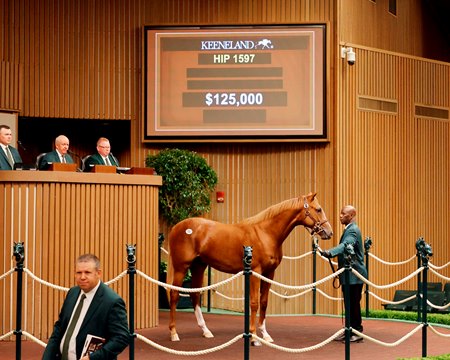 Hip 1597, a Starspangledbanner colt consigned by Brookdale, is one of four yearlings purchased by CF Bloodstock at the Keeneland September Sale