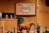 Hip 1597, 2025 Keeneland September Yearling Sale