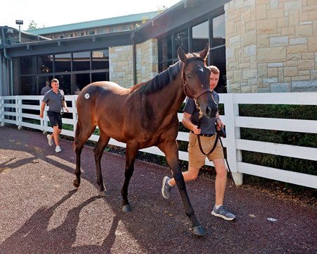 Hip 2302, a filly by Omaha Beach who sold to Legion Bloodstock for $400,000