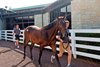 Hip 2302, 2025 Keeneland September Yearling Sale