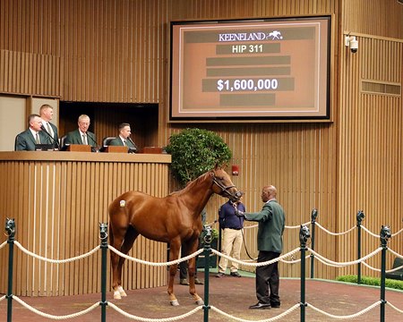 The Gun Runner colt consigned as Hip 311 sells for $1.6 million at Keeneland September