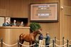 Hip 311, 2025 Keeneland September Yearling Sale