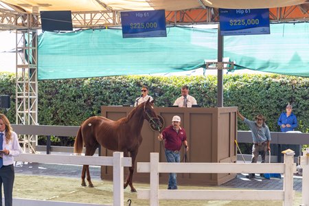 A horse in the ring at the 2025 Fasig-Tipton California Fall Yearlings Sale