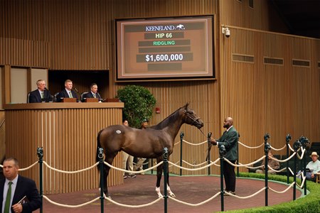 The Not This Time colt consigned as Hip 66 in the ring at the Keeneland September Sale