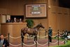 Hip 66, 2025 Keeneland September Yearling Sale
