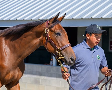 The Not This Time filly consigned as Hip 499 at the Keeneland September Sale