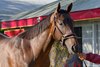 Hip 66 colt by Not This Time out of Out Post  at Taylor Made Sales Agency, agent
Keeneland September Yearling Sale at Keeneland in Lexington, Ky., on Sept. 7, 2025.