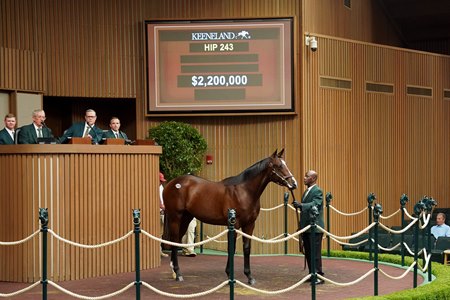 The Gun Runner colt consigned as Hip 243 in the ring at the Keeneland September Sale