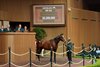 Hip 243, 2025 Keeneland September Yearling Sale