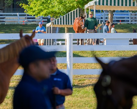 A busy barn area at this year's Keeneland September Yearling Sale