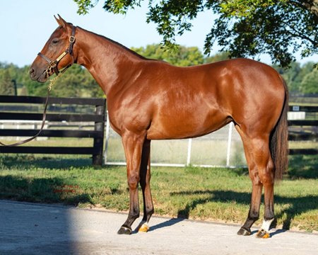 The Justify filly consigned as Hip 892 to the Keeneland September Sale