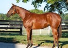 Hip 892, 2025 Keeneland September Yearling Sale