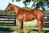 Hip 892, 2025 Keeneland September Yearling Sale