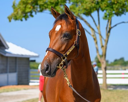 The Night of Thunder colt consigned as Hip 865 at the Keeneland September Sale