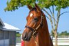 Hip 865 colt by Night of Thunder out of Pretty Paper at Glennwood Farm, agent.
Keeneland September Yearling Sale at Keeneland in Lexington, Ky., on Sept. 9, 2025.