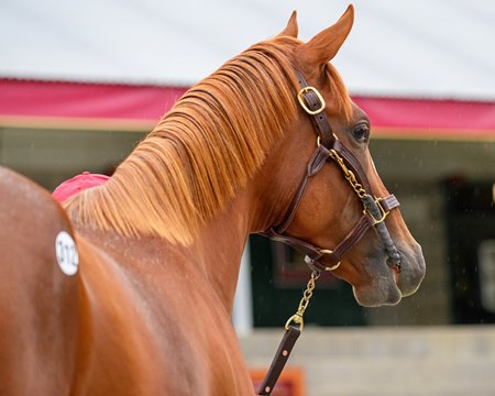 Hip 312, a Curlin colt, consigned by Taylor Made Sales at the Keeneland September Sale