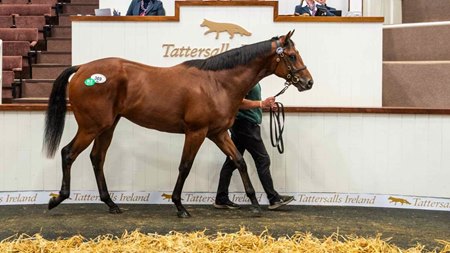 The Starspangledbanner colt consigned as Lot 369 in the ring at the Tattersalls September Sale