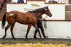 Lot 369, 2025 Tattersalls Ireland September Yearling Sale