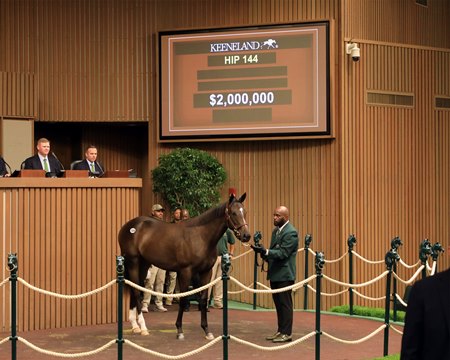The Not This Time filly consigned as Hip 144 in the sales ring at the Keeneland September Sale