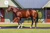 Toronado at Swettenham Stud