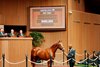 Hip 3681,  2025 Keeneland September Yearling Sale