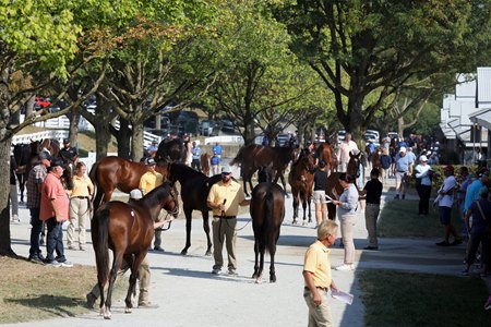 Yearlings are inspected at the 2025 Keeneland September Yearing Sale