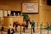 Hip 731, 2025 Keeneland September Yearling Sale