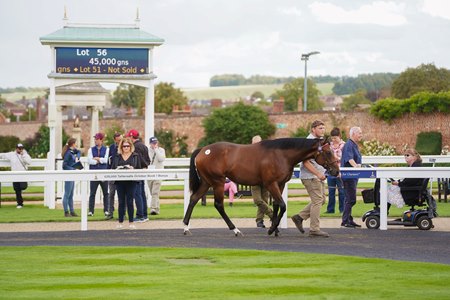 A yearling in the walking ring at the 2025 Tattersalls Somerville Yearling Sale