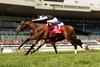Jockey Flavian Prat guides Argos to victory in the $500,000 bet365 Summer Stakes (Grade I) Breeders Cup Challenge Series Win and You&#39;re In Juvenile Turf.Argos is trained by Riley Mott and owned by David Romanik. Woodbine/Michael Burns Photo