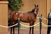 Hip 338, 2025 Keeneland September Yearling Sale