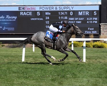 Annie Express - Horse Profile - BloodHorse