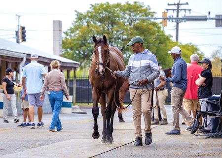 A horse is shown during the 2025 Fasig-Tipton Eastern Fall Yearlings Sale