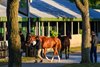 Hill &#39;n&#39; Dale at Xalapa&#39;s barn at Keeneland September
